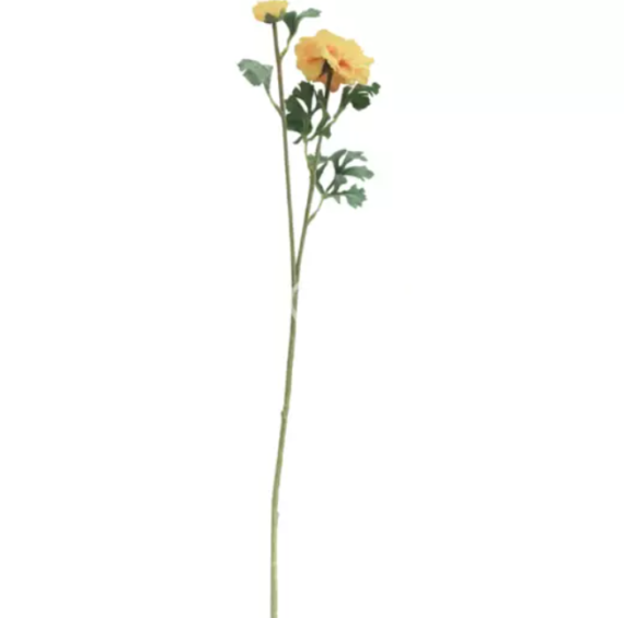 Flower ranunculus yellow Colmore