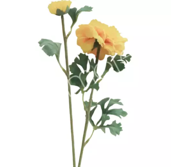 Flower ranunculus yellow Colmore
