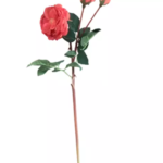 Flower rose orange Colmore