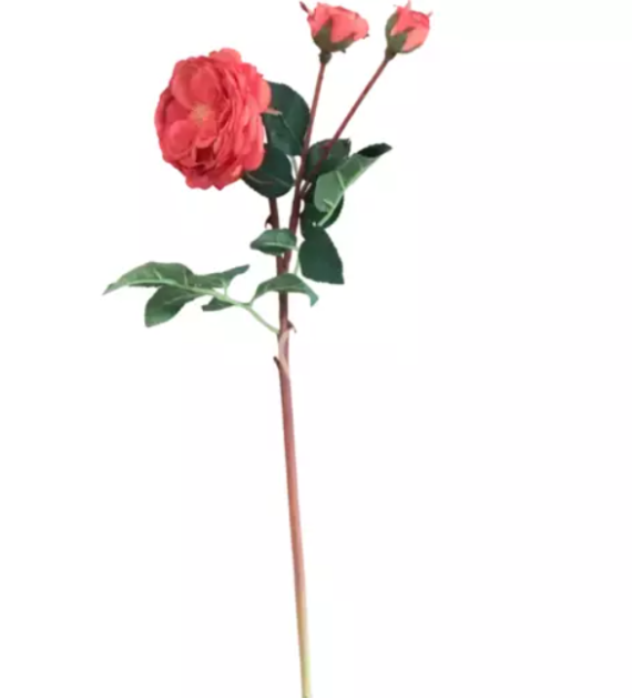 Flower rose orange Colmore