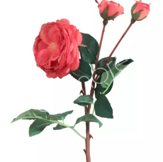 Flower rose orange Colmore