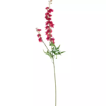 Flower delphinidin red Colmore