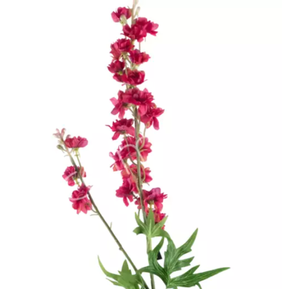 Flower delphinidin red Colmore