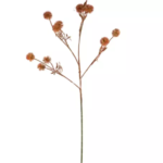 Flower wild chrysanthemum red Colmore
