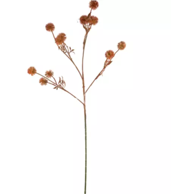 Flower wild chrysanthemum red Colmore