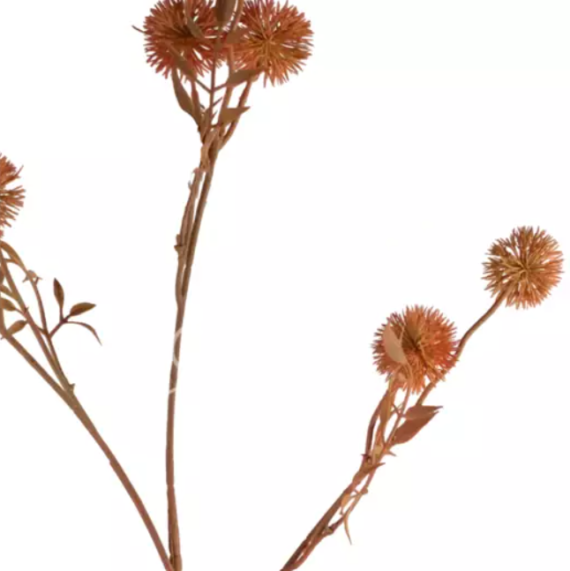 Flower wild chrysanthemum red Colmore