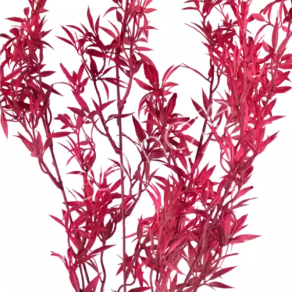 Flower bamboo leaf fuchsia Colmore