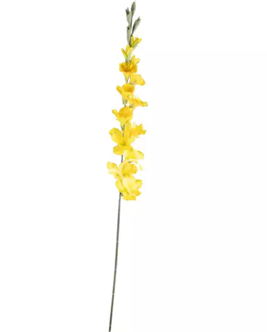 Flower gladiolus yellow Colmore