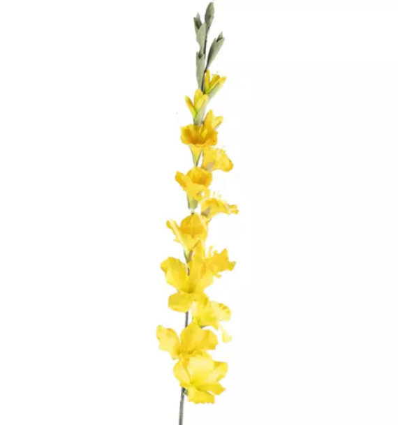 Flower gladiolus yellow Colmore